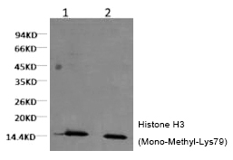 Histone H3 (Mono-Methyl-Lys79)