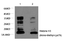 Histone H3 (Mono-Methyl-Lys79)