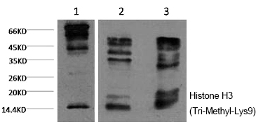 Histone H3 (Tri-Methyl-Lys9)