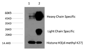 Mouse Monoclonal Antibody to Histone H3 (Di-Methyl-Lys27)