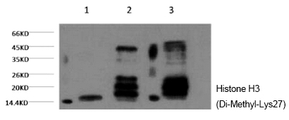 Histone H3 (Di-Methyl-Lys27)
