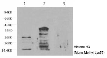 Histone H3 (Mono-Methyl-Lys79)
