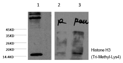 Histone H3 (Tri-Methyl-Lys4)