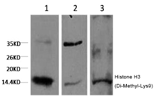 Histone H3 (Di-Methyl-Lys9)