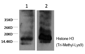 Histone H3 (Tri-Methyl-Lys9)