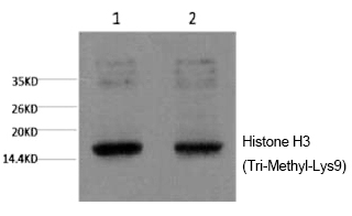 Mouse Monoclonal Antibody to Histone H3 (Tri-Methyl-Lys9)