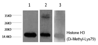 Histone H3 (Di-Methyl-Lys79)