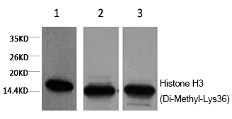 Histone H3 (Di-Methyl-Lys36)