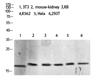 Tri-Methyl-Histone H3 (K10)