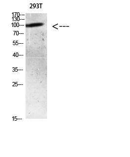 AR (Acetyl Lys633)
