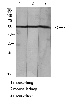 HNF-4α/γ (Acetyl Lys127/79)