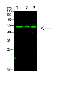 p53 (Acetyl-K120)