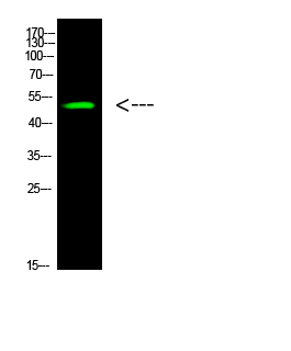 p53 (Acetyl-K305)