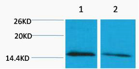 Histone H4 (Mono Methyl Lys79)