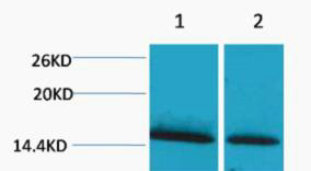 Histone H1 (Mono Methyl Lys25)