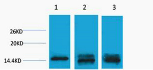 Histone H3 (Mono Methyl Lys9)