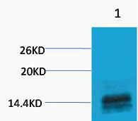 Histone H3 (Mono Methyl Arg2)