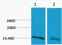 Histone H3 (Mono Methyl Arg17)