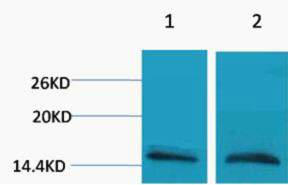 Histone H3 (Mono Methyl Arg26)