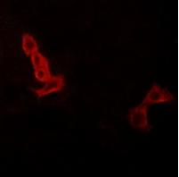 Rabbit Polyclonal Antibody to GPR137C
