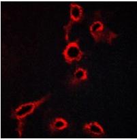 Rabbit Polyclonal Antibody to 5-HT7