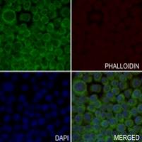 Rabbit Polyclonal Antibody to MRPL51