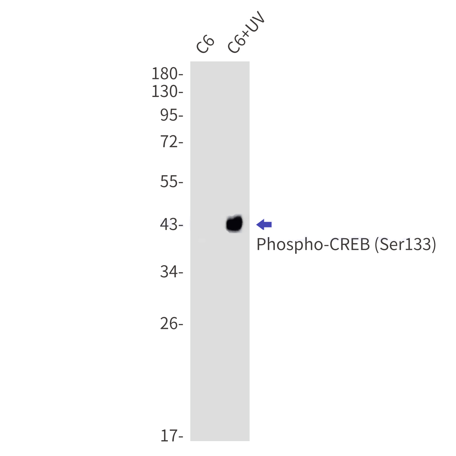 Phospho-CREB (Ser133)