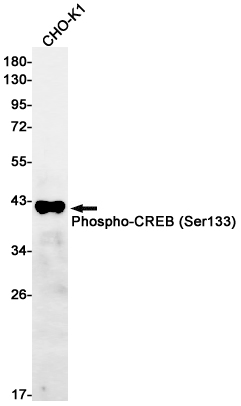 Rabbit Monoclonal Antibody to Phospho-CREB (Ser133)