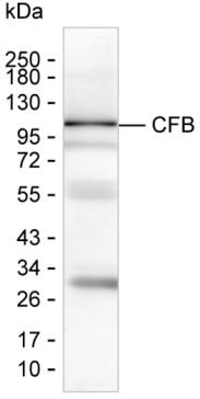 Mouse Cfb Mouse Monoclonal Antibody to CFB_CFB-远泰生物抗体定制