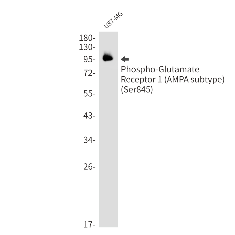 Phospho-Glutamate Receptor 1 (AMPA Subtype) (Ser845)