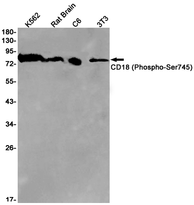 Phospho-CD18 (Ser745)