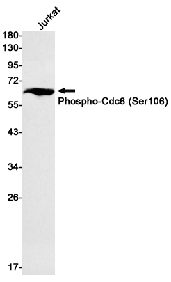 Phospho-CDC6 (Ser106)