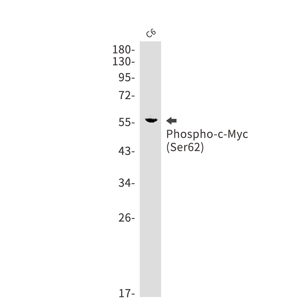 Phospho-c-Myc (Ser62)
