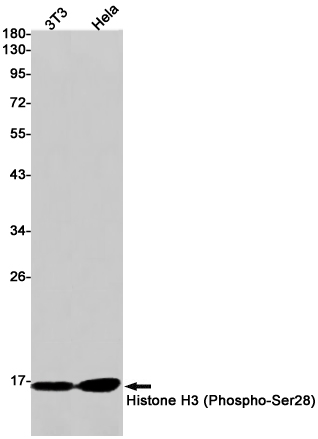 Phospho-Histone H3 (Ser28)