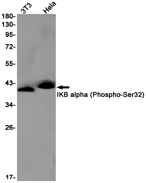 Phospho-IKB alpha (Ser32)