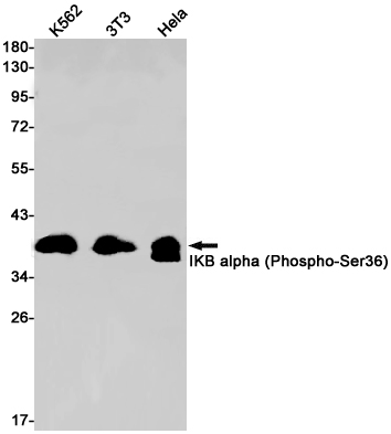 Phospho-IKB alpha (Ser36)