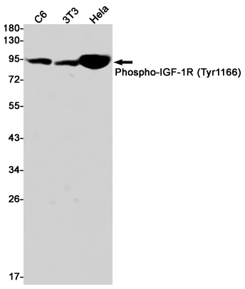 Phospho-IGF1 Receptor (Tyr1166)
