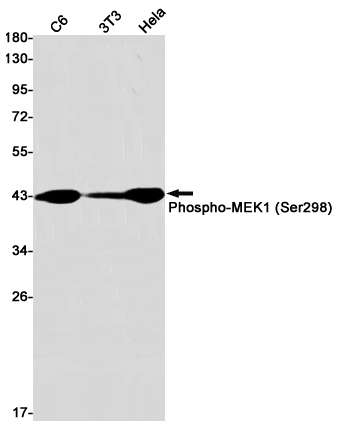 Phospho-MEK1 (Ser298)