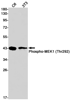 Phospho-MEK1 (Thr292)