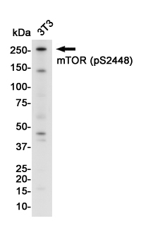Rabbit Monoclonal Antibody to Phospho-mTOR (Ser2448)