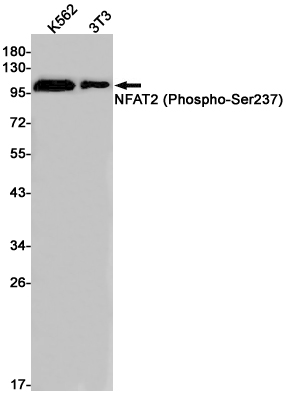 Phospho-NFAT2 (Ser237)