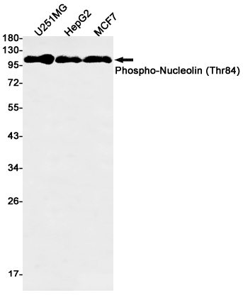 Phospho-Nucleolin (Thr84)
