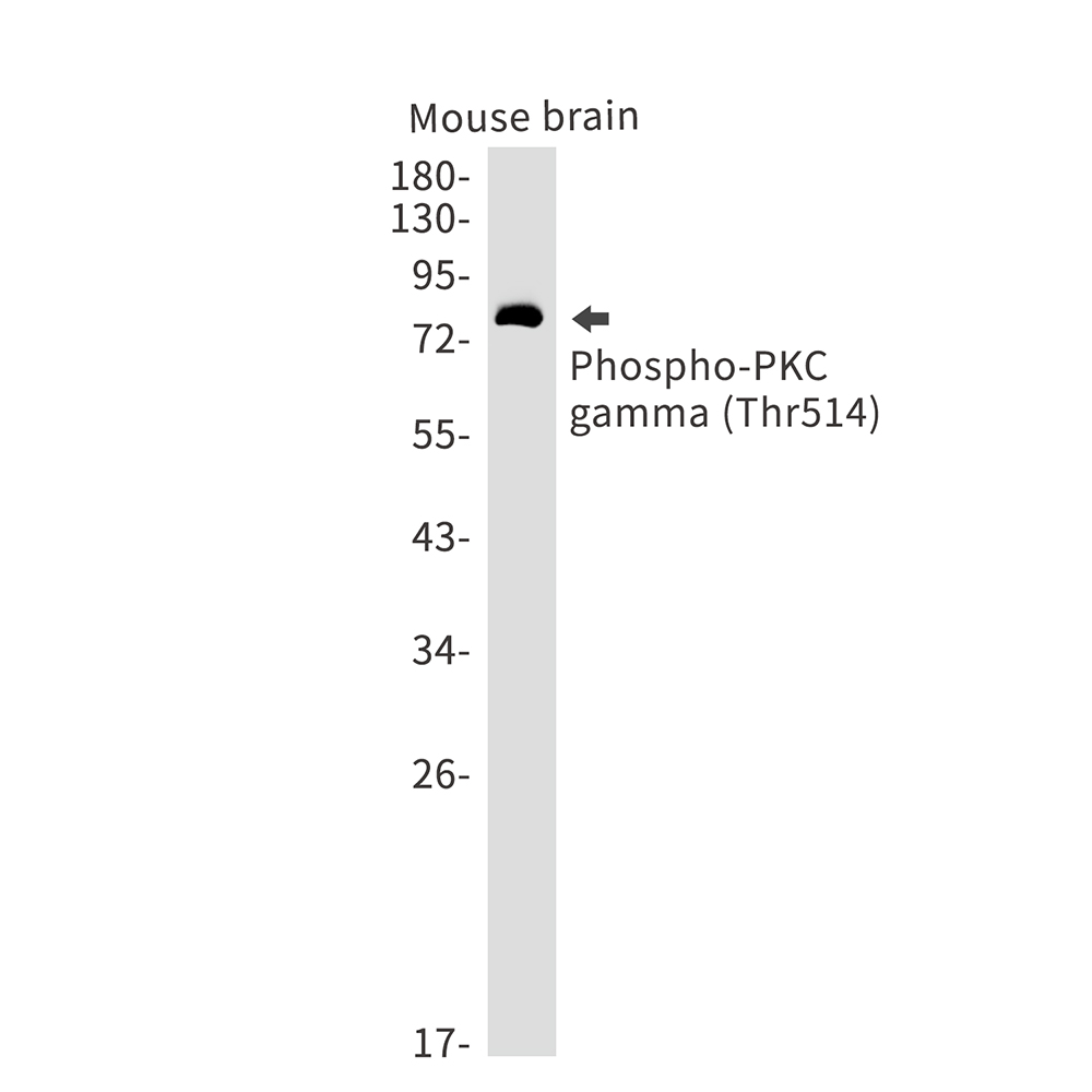 Phospho-PKC gamma (Thr514)