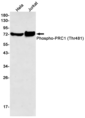 Phospho-PRC1 (Thr481)