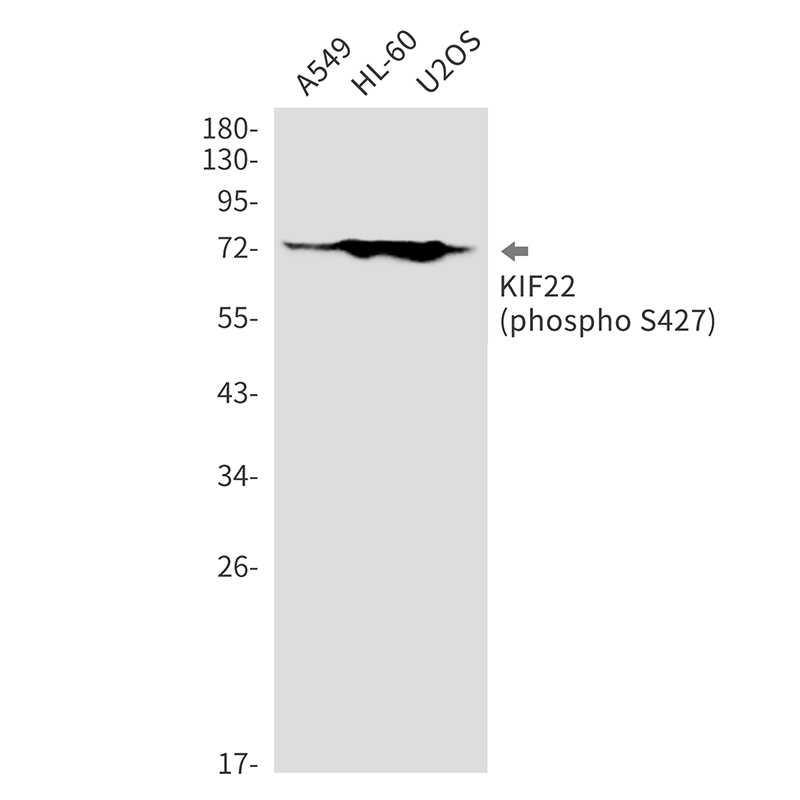 Phospho-KIF22 (Ser427)