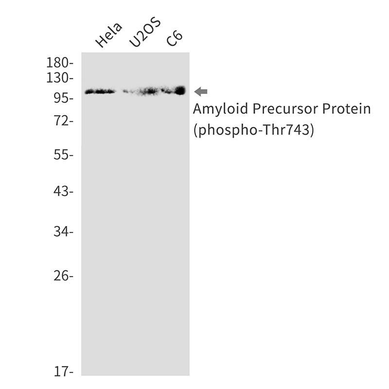 Phospho-Amyloid Precursor Protein (Thr743)
