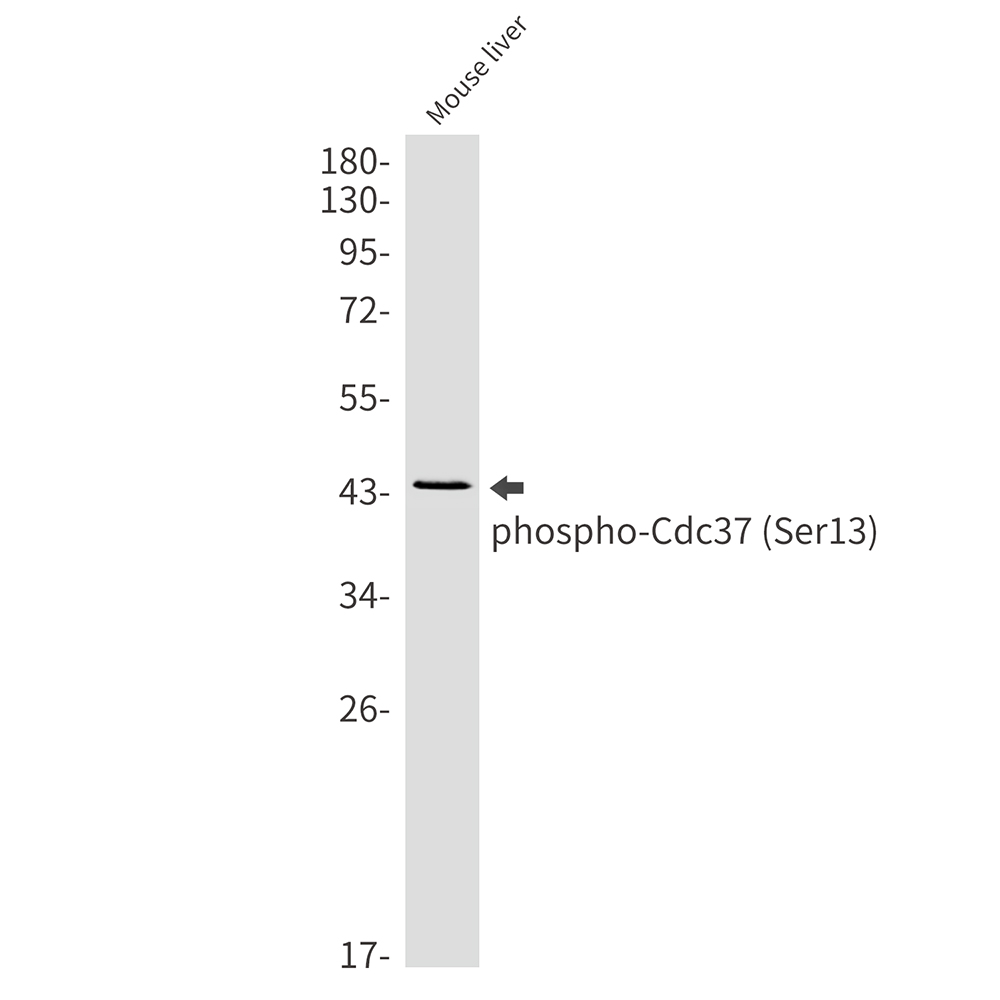 Phospho-CDC37 (Ser13)