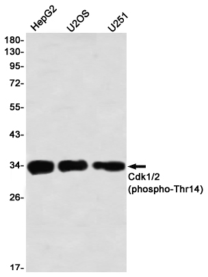 Phospho-CDK1/2 (Thr14)
