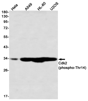 Phospho-CDK2 (Thr14)