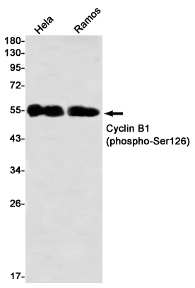 Phospho-Cyclin B1 (Ser126)